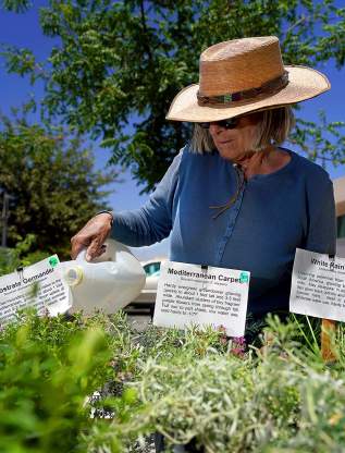 Farmers Market plants woman