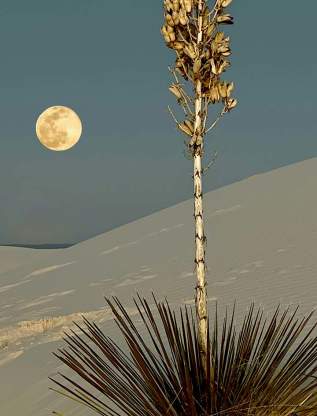 White Sands Full Moon Night