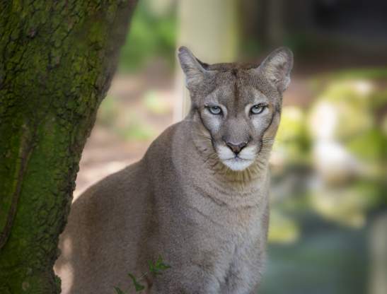 Florida panther at ZooTampa