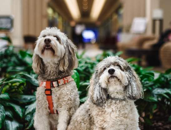 Hyatt Regency Grand Cypress dogs