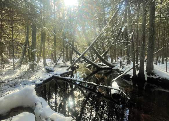 Hartwick Pines River 2022