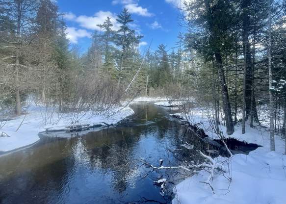 Hartwick Pines River