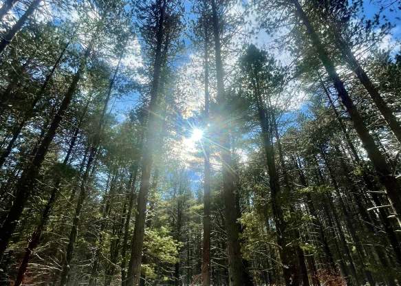Hartwick Pines Trees