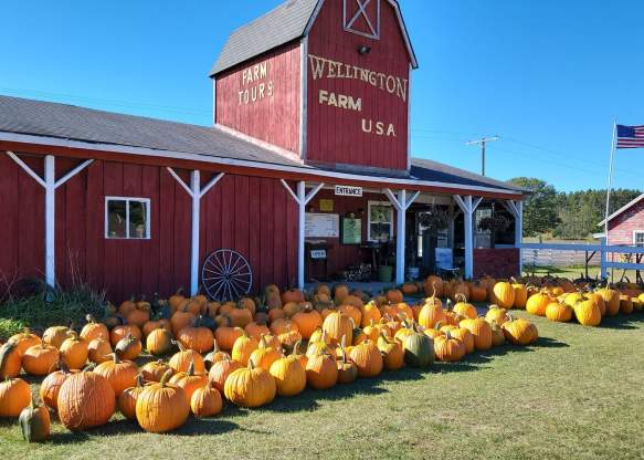 Pumpkins At Wellington Farm