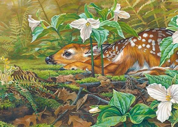 Fawn, by Kim Diment