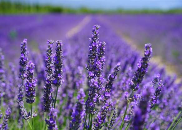 Lavender Field