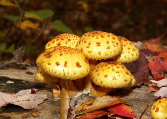 Mushrooms in the Fall
