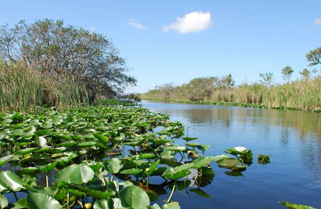 Maravilhas naturais imperdíveis nos Everglades