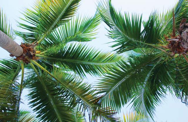 A view looking up under Lauderdale Lakes palm trees at large palm fronds