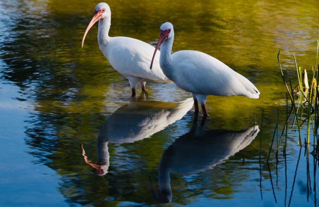 Also known as a Curlew, these two white Ibis birds wade into the water at Lazy Lake in Florida