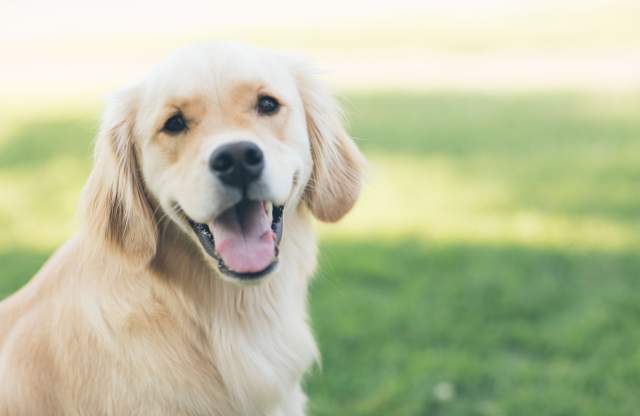 dog pet friendly - shutterstock
