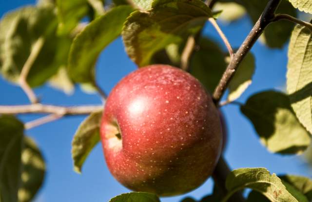 PYOF (Pick Your Own Fruit) — The Best Places in RI