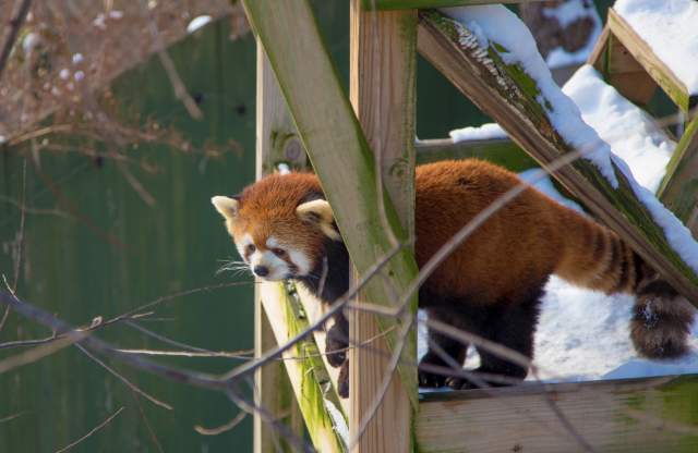 Zoo Winter Red Panda