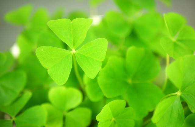 Dave's Fresh Marketplace: Dave's Own Lucky Clover