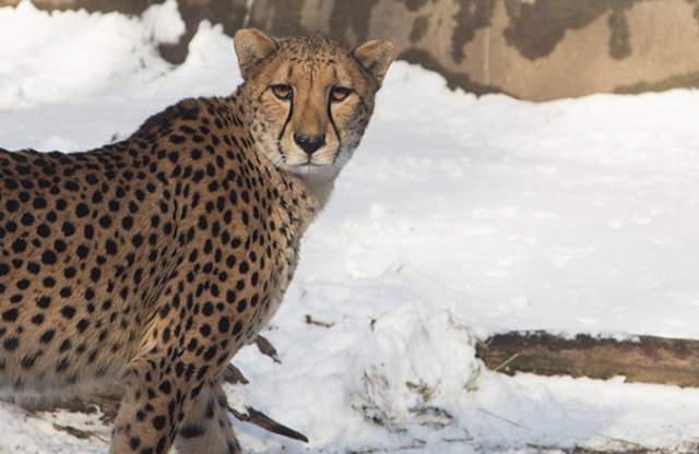 Cheetah among the snow at the Zoo in winter