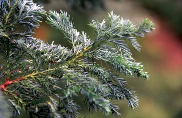 Discover the Chamaecypris