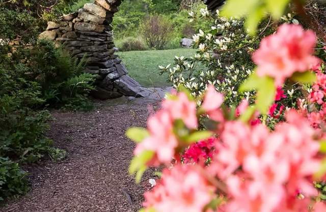 Azalea Days