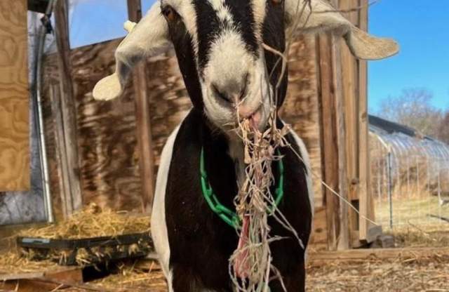 Gather Farm Goat Hikes