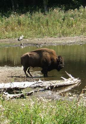 Northwest Trek grizzly Bison