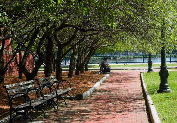 Park Bench with trees