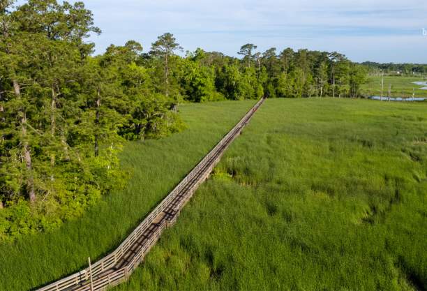 Belville Riverwalk, Belville North Carolina, wooden walkway cutting through marsh grasses