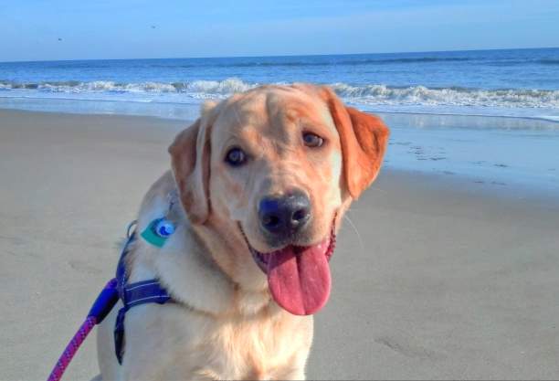 Dog enjoying pet friendly beach time