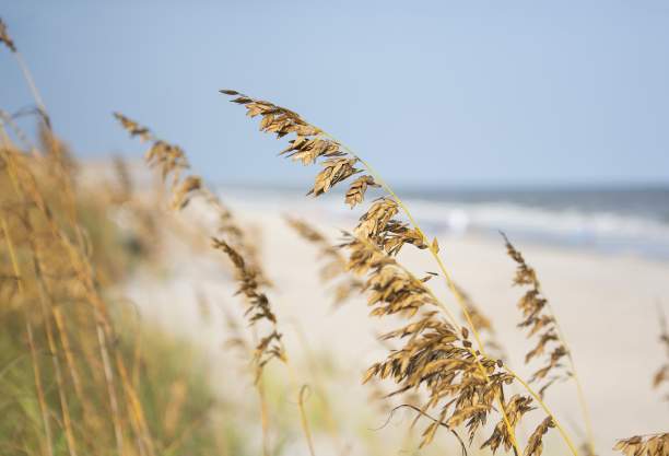 Beach and Sea Oats