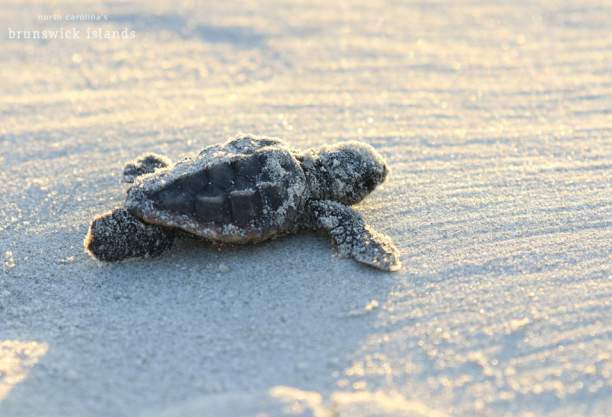 a baby sea turtle crawling on sand