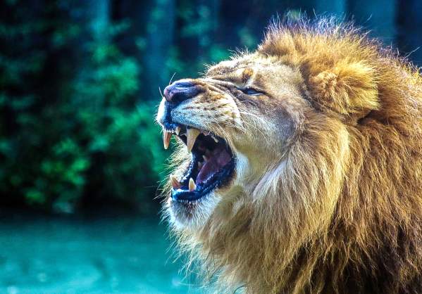 Montgomery Zoo Lion