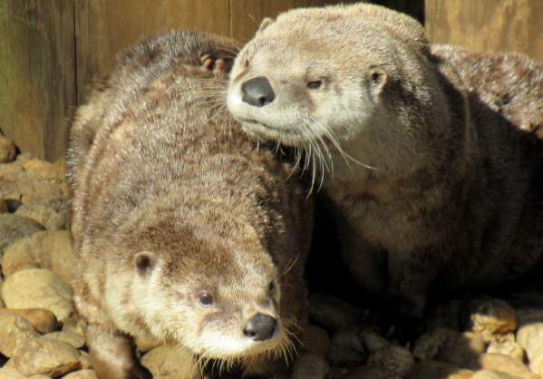 Montgomery Zoo