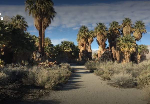 Coachella Valley Preserve
