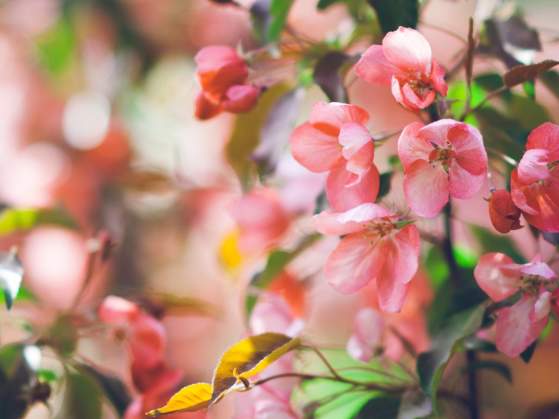 Bigelow’s Botanical Excursions