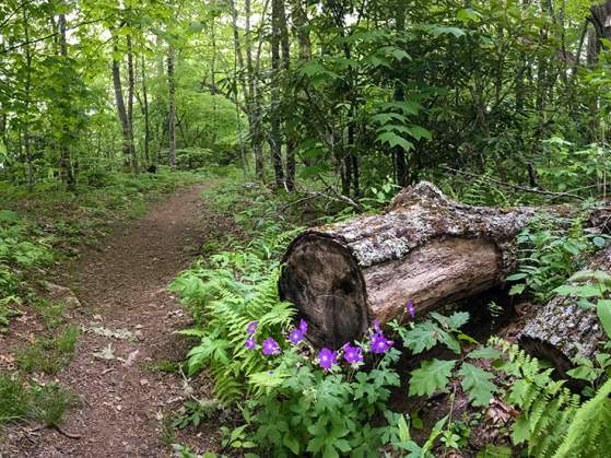 Pinnacle Park Trail