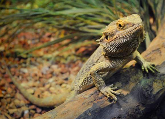 Repticon Fayetteville