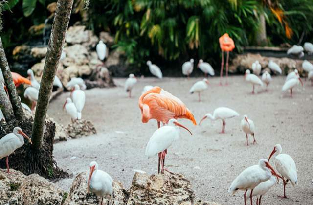 flamingo gardens