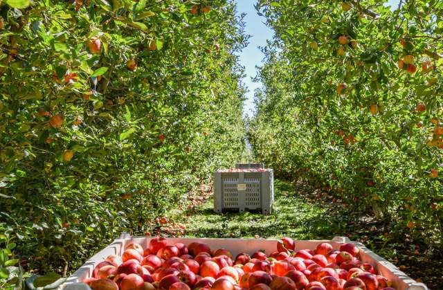 Bins of apples in between a row of trees at an apple orchard