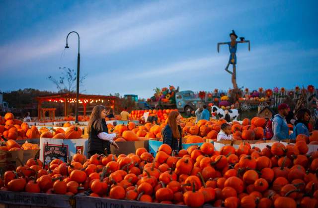 Two girls walking through a farm with bins of pumpkins