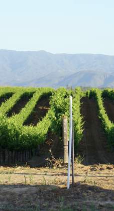 Temecula Valley's 3 Unique Wine Trails