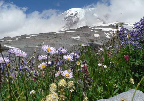 Wildflowers at Paradise at Mount Rainier