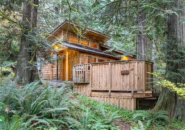 deep forest cabins