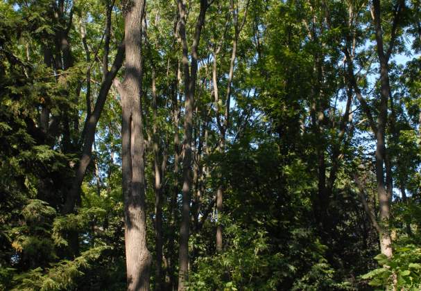 Woodend Conservation Area