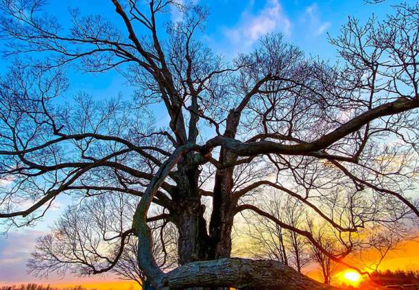 Comfort Maple Conservation Area