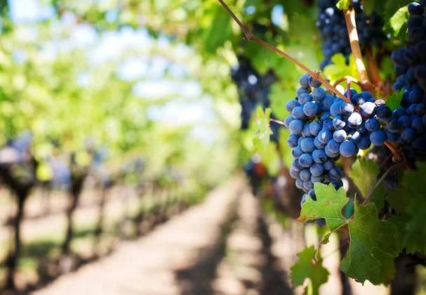 Drea's Wine Company