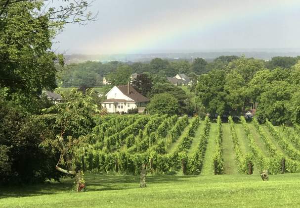 The Organized Crime Winery