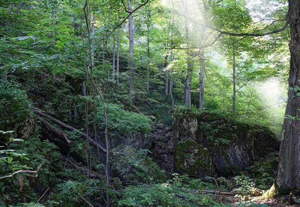 Cave Springs Conservation Area