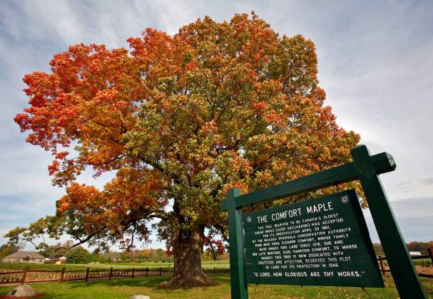 Comfort Maple Conservation Area