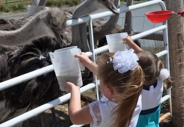 OstrichLand Ontario