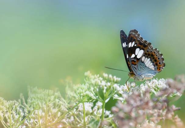 Pollinator Garden Route