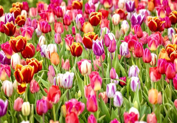 TASC Flower Pick Farm