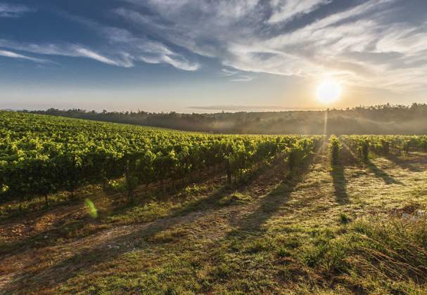 Villa Romana Estate Winery